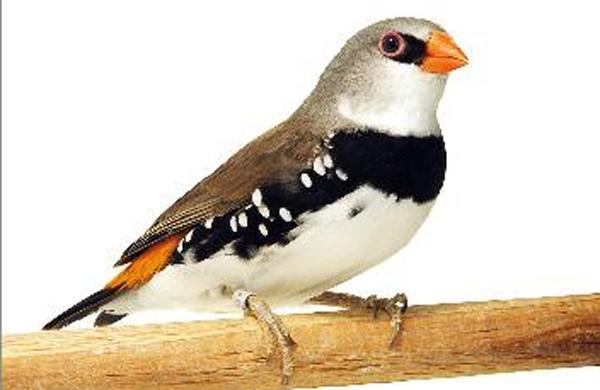 Entre as espécies que participam do concurso, encontra-se a sparrow (Divulgação )