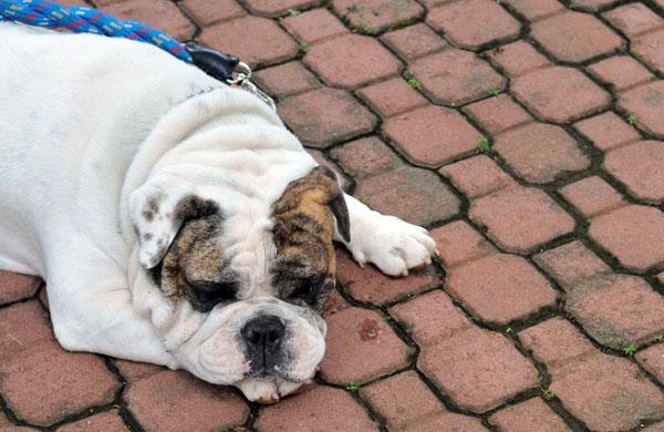 Cachorro descansa depois da caminhada, na praça no cambu (Dominique Torquato/AAN)