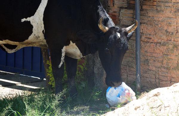 Em um momento urbano, vaca busca alimentação (Dominique Torquato/AAN)