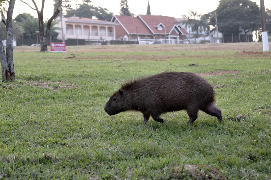 Capivara vista pela equipe de reportagem no parque: Prefeitura garante que animal será retirado (Leandro Ferreira/AAN)