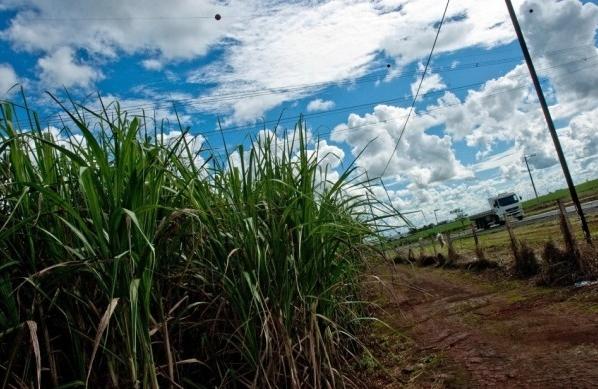 Área para plantio da cana na região Centro-Sul deve ser 6,5% maior (Cedoc/RAC)