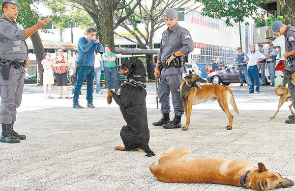 Na Praça José Bonifácio os policiais militares demonstram tudo o que foi ensinado aos novos e antigos cães (Del Rodrigues)