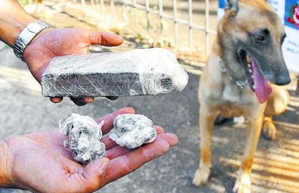 "Dragon" encontrou a droga escondida nos fundos do terreno baldio (Del Rodrigues/AAN)