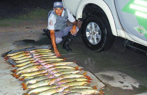 Polícia apreendeu os 32 dourados, que pesavam 67,3kg (Divulgação)