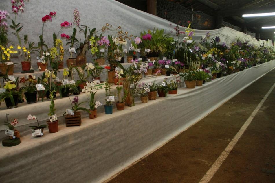 Exposição Nacional de Orquídeas vai até domingo e é gratuita (Erick Leite/Divulgação)