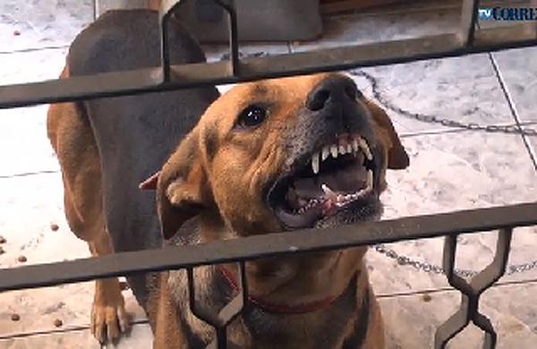 Cão agressivo causa problema para família de Campinas (Reprodução/Dorinaldo Oliveira)