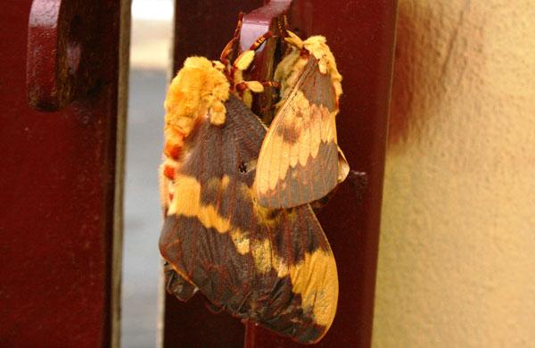 Num começo de Outono frio, um casal de borboletas (Alexandre de Melo/Foto do Leitor)