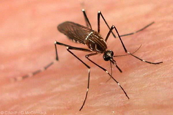 O mosquito Aedes aegypti, transmissor do vírus da dengue (Divulgação)