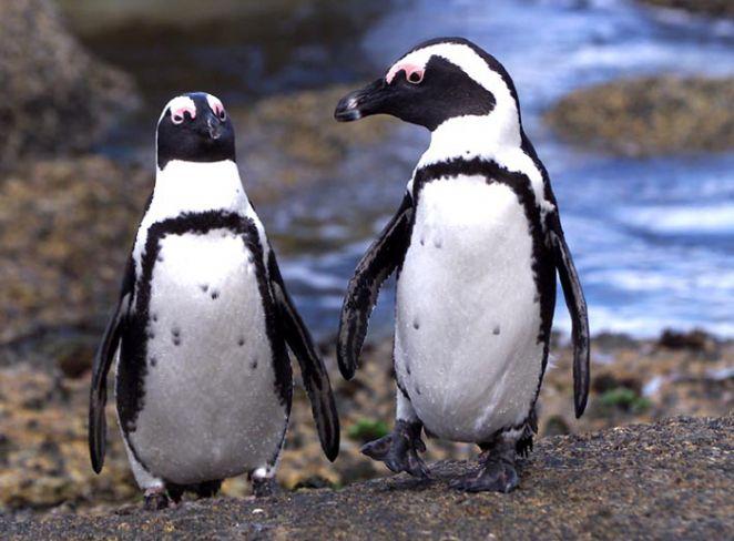 Pinguins da Isla Martillo podem ser observados durante o Verão (Divulgação)