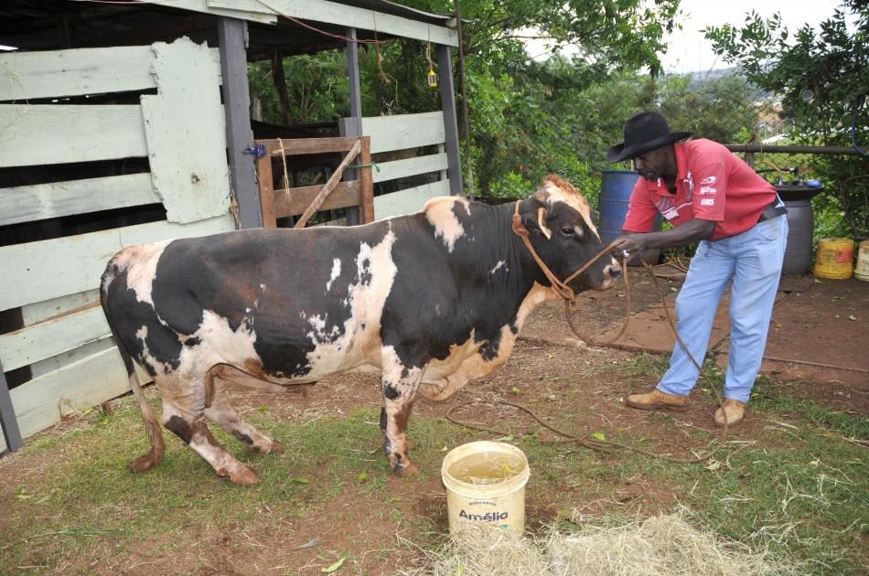 O boi Nenê recebe os cuidados de seu dono após ser resgatado (Sérgio Masson/AAN)