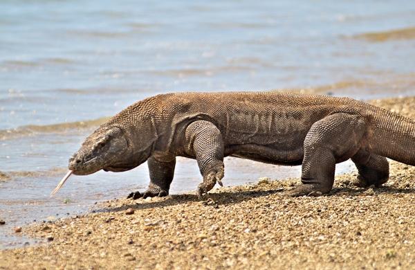 Animal que mordeu idosa é perigoso e responsável por mortes na Indonésia (Divulgação)