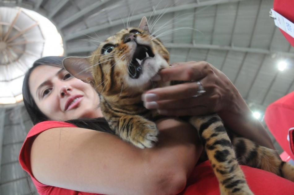 A expositora Luciana Moreira exibe seu gato Lord Lion, de 1 ano e 2 meses (Érica Dezonne/AAN)