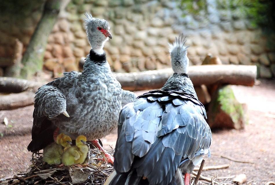 Filhotinhos do casal de tachãs do Zoo de Americana nasceram no sábado (6) (Flávio Oliveira/Divulgação)