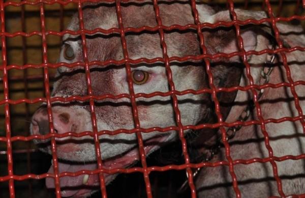 Pit bull foi recolhido ao canil do Centro de Controle de Zoonozes (Paulo Godoy/Tribuna de Itapira)