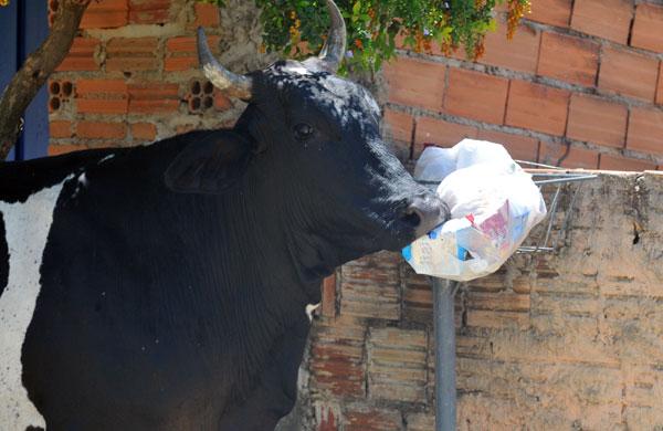 Vaca virando lixo no Bairro Satélite Íris (Dominique Torquato/AAN)