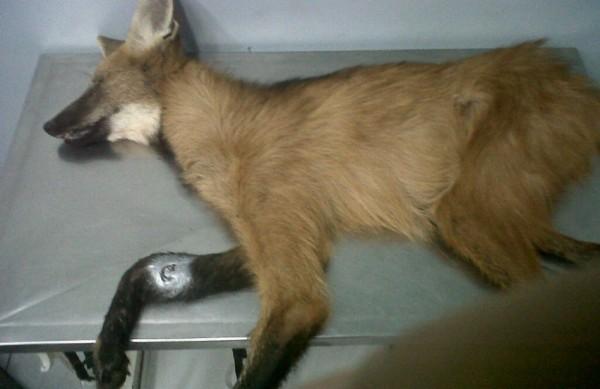 Lobo foi atropelado e deve perder a pata (Divulgação)
