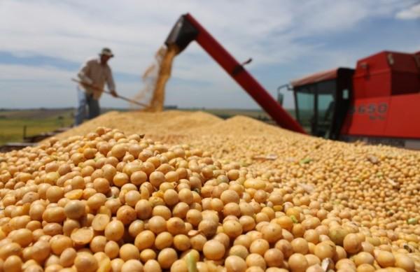 Em apenas 20 dias, a cotação do grão vendido no Porto de Paranaguá (PR) subiu 15% em reais (Ministério da agricultura)