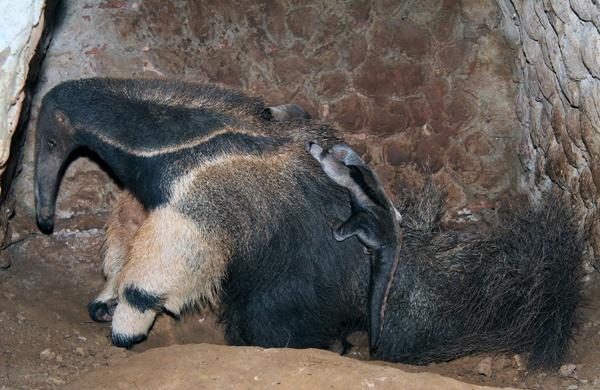 Novos animais do Parque Ecológico Isidoro Bordon, o Zoológico Municipal de Nova Odessa (Osnei Rétio/PMNO)