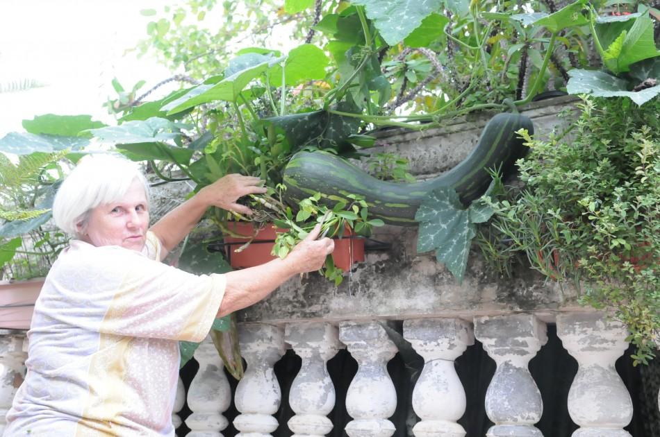 Adélia Malinowski Salles mostra a abóbora que nasceu no quintal da vizinha e invadiu muro: 8kg  (Edu Fortes/AAN)