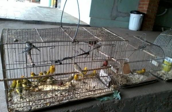 Ao todo, 27 pássaros silvestres foram apreendidos pela Polícia Ambiental (Divulgação)