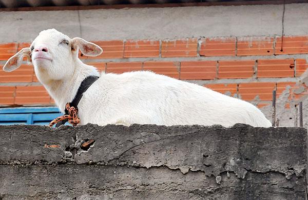 Cabrita descansa em lage no Jardim Campo Belo (César Rodrigues/AAN)