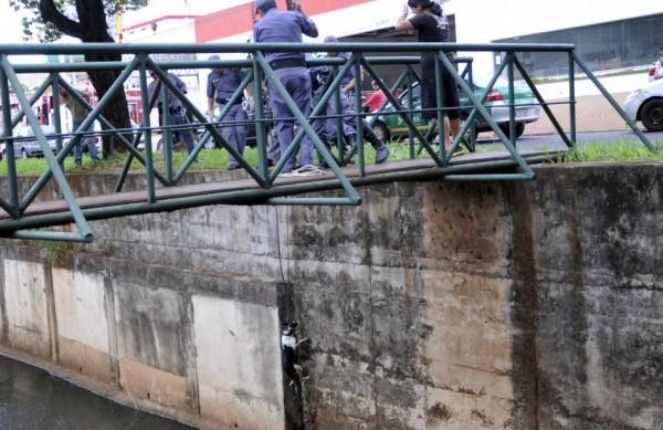 Bombeiros resgatam animal que caiu no córrego em Ribeirão Preto (Sérgio Masson/Gazeta de Ribeirão)