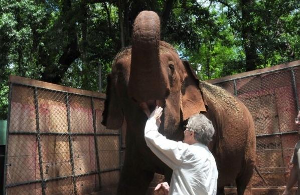 Maison foi doada por ex-dono de circo ao zoológico em outubro de 2011 (Cedoc/RAC)