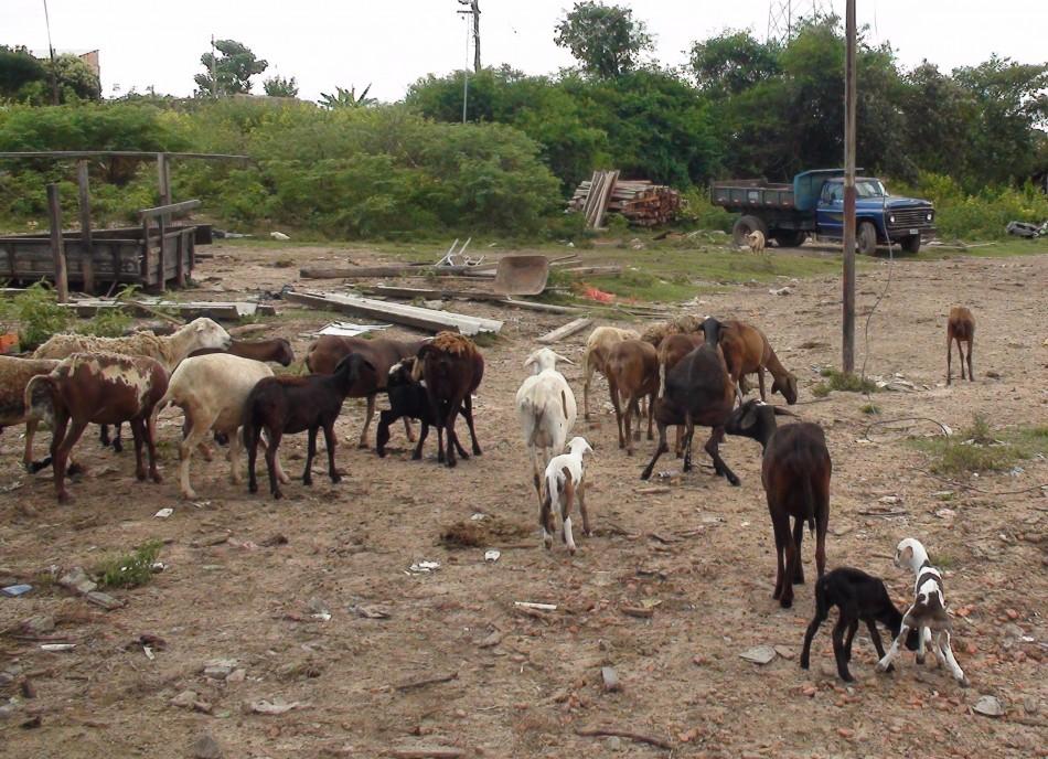Animais viviam em péssimas condições de higiene até o abate (Divulgação)
