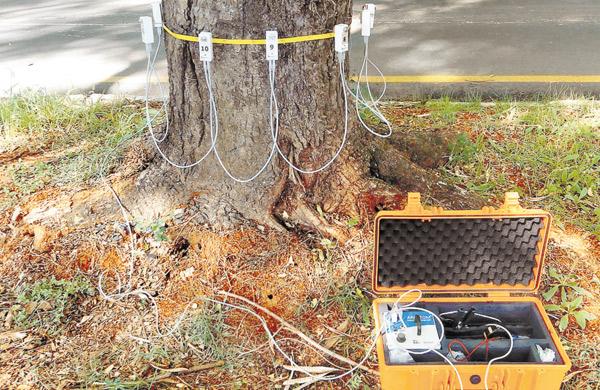 Nova tecnologia garante mais precisão na análise técnica das condições das árvores (Divulgação)