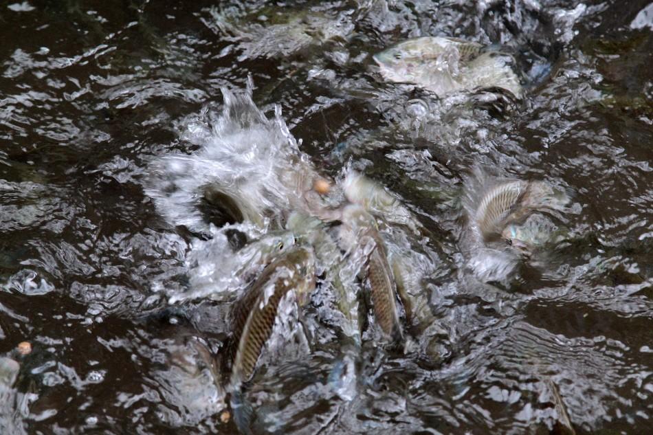 Peixes no  lago da Praça Carlos Gomes (Leandro Ferreira/AAN)