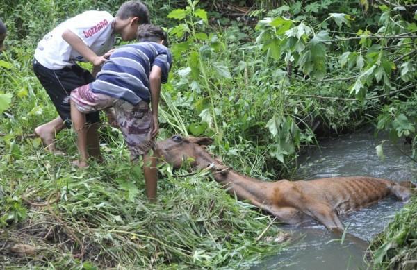 Crianças tentam manter cavalo com a cabeça fora da água (Sérgio Masson/AAN)