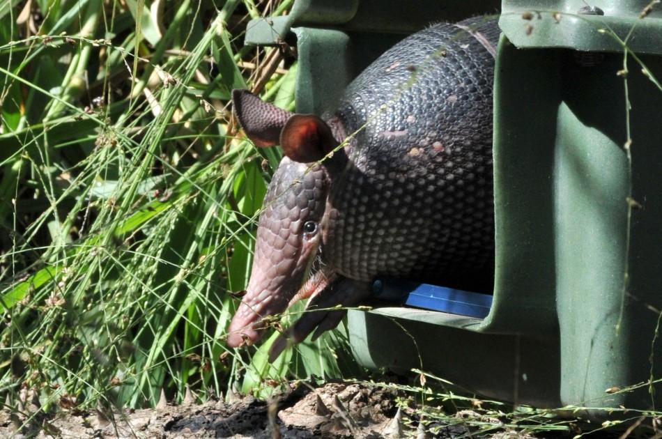 Tatu estava ferido na carapaça e caído no canteiro de rodovia (Divulgação)