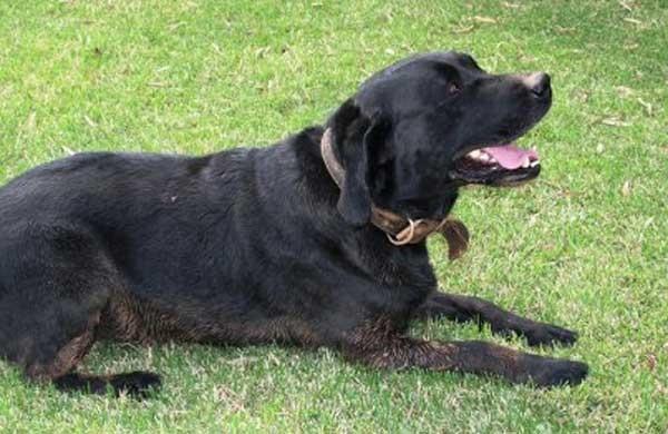 Cão é usado em terapias e outras atividades (Divulgação)