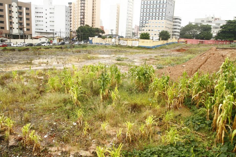 Plantação de milho cresce em terreno da antiga rodoviária de Campinas (Gustavo Tilio/Especial para AAN)