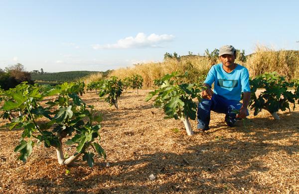 O meeiro Francisco Santos Silva cultiva figo em propriedade no Pedra Branca: "Tem sempre gente perdida nessas estradas do bairro" ( Gustavo Tilio/Especial para a AAN)