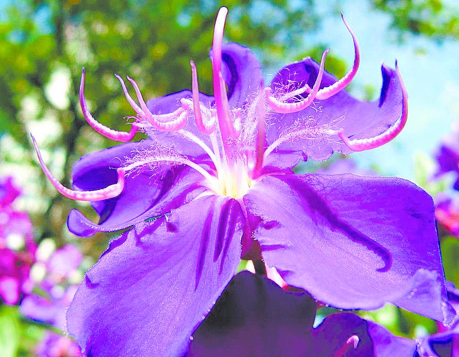 Flor da quaresmeira chama a atenção por seu colorido e sua beleza (Divulgação)