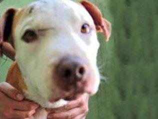 Pit bull foi agredido e enterrado, mas sobreviveu e está em recuperação (Divulgação)