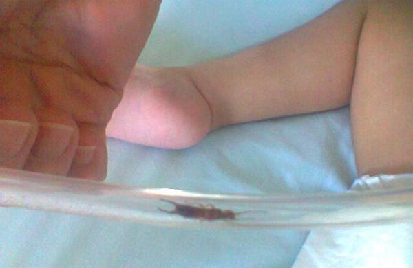 O pai da menina de dois anos, internada há seis meses com síndrome de atrofia muscular, fotografou o inseto (Divulgação)