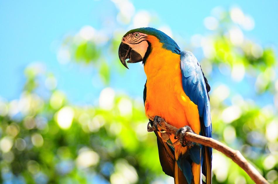 Arara do Sítio Arura, em Artur Nogueira (Érica Dezonne)