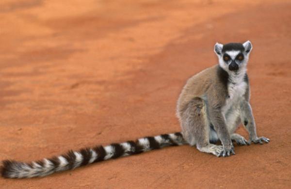 Os primatas são endêmicos da Ilha de Madagascar, na costa oriental da África (Divulgação)