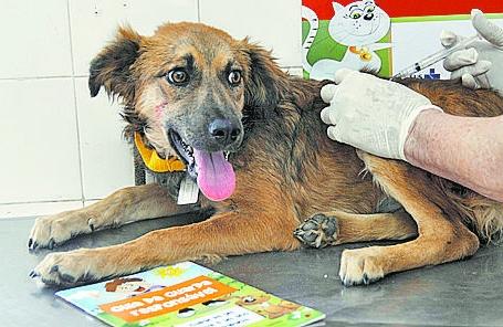 Cães e gatos receberão a vacina contra a raiva neste fim de semana (Camila Moreira/AAN)