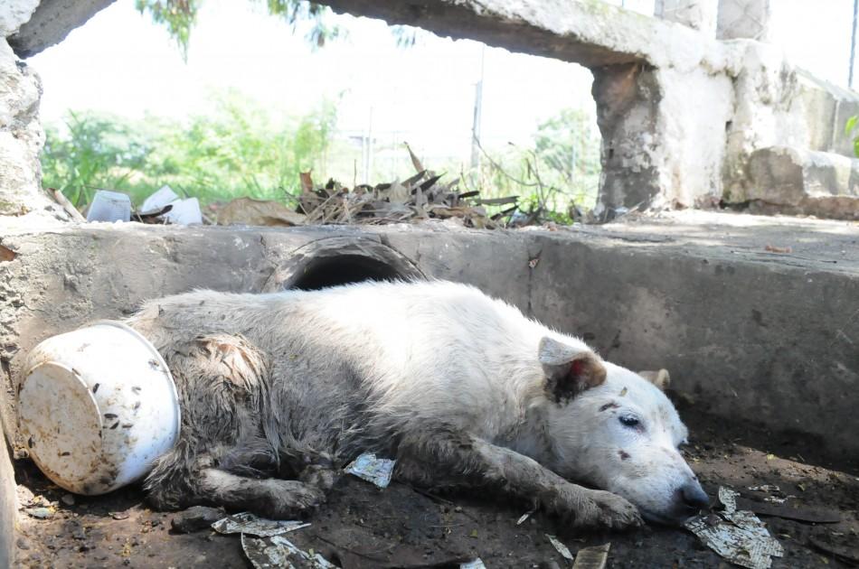 Cachorro atropelado espera quatro dias por socorro em Campinas (Edu Fortes/AAN )