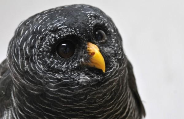 O animal impressiona pela beleza de sua penugem (Fernando Maia/Rota das Bandeiras)