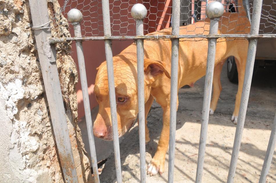 A pit bull Nina estava na coleira, mas matou gatinha (Alessandro Rosman/AAN)