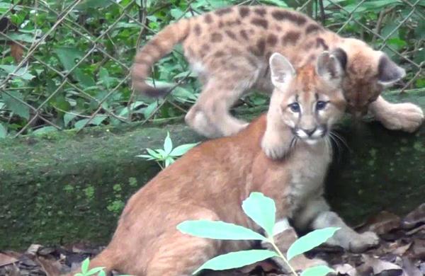 Abayomi e Raquel (à frente), hoje no Zoo de Paulínia, serão os primeiros felinos a serem readaptados (Divulgação)