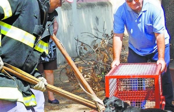 Cão sendo resgatado por bombeiros, que atenderam aos apelos de Antonio Maria (à dir.) (Del Rodrigues/AAN)