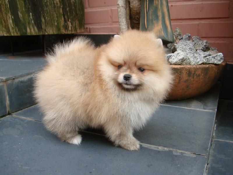 Cão da raça spitz alemão anão custa cerca de R$ 1,5 mil  (Cedoc/RAC)