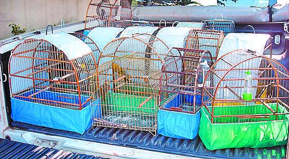 Pássaros apreendidos foram levados para um criadouro (Divulgação/PM Ambiental)