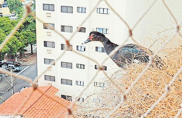 Pata selvagem se prepara para voo diurno: em breve ela será mamãe (Antonio Trivelin )