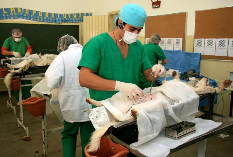 Médico veterinário faz cirurgia de castração em cachorro (Divulgação)